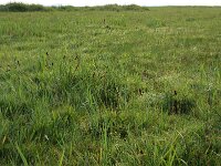Carex otrubae 12, Valse voszegge, Saxifraga-Hans Boll