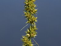 Carex otrubae 15, Valse voszegge, Saxifraga-Willem van Kruijsbergen
