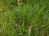 Carex otrubae 16, Valse voszegge, Saxifraga-Ed Stikvoort