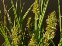 Carex otrubae 17, Valse voszegge, Saxifraga-Ed Stikvoort