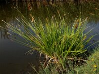 Carex otrubae 20, Valse voszegge, Saxifraga-Ed Stikvoort