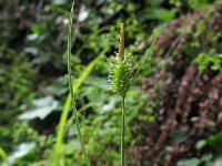 Carex pallescens 10, Bleke zegge, Saxifraga-Rutger Barendse