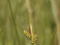 Carex pallescens 13, Bleke zegge, Saxifraga-Bas Klaver
