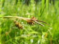 Carex pallescens 16, Bleke zegge, Saxifraga-Rutger Barendse