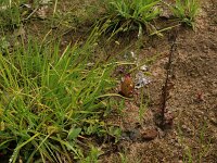 Carex pallescens 20, Bleke zegge, Saxifraga-Hans Boll