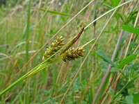 Carex pallescens 21, Bleke zegge, Saxifraga-Hans Grotenhuis