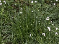 Carex pallescens 3, Bleke zegge, Saxifraga-Peter Meininger