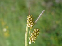 Carex pallescens 5, Bleke zegge, Saxifraga-Jasenka Topic