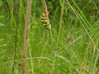 Carex panicea 15, Blauwe zegge, Saxifraga-Rutger Barendse