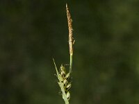 Carex panicea 2, Blauwe zegge, Saxifraga-Jan van der Straaten
