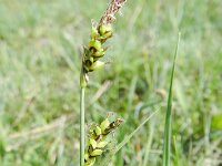 Carex panicea 30, Blauwe zegge, Saxifraga-Rutger Barendse