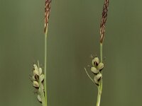 Carex panicea 32, Blauwe zegge, Saxifraga-Willem van Kruijsbergen
