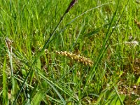 Carex panicea 33, Blauwe zegge, Saxifraga-Hans Grotenhuis