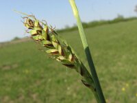 Carex panicea 6, Blauwe zegge, Saxifraga-Jasenka Topic