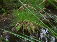 Carex paniculata ssp paniculata 35, Pluimzegge, Saxifraga-Ed Stikvoort