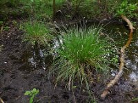 Carex paniculata ssp paniculata 40, Pluimzegge, Saxifraga-Ed Stikvoort