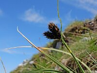 Carex parviflora
