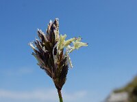 Carex parviflora 2, Saxifraga-Ed Stikvoort