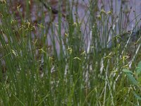 Carex pauciflora 2, Armbloemige zegge, Saxifraga-Willem van Kruijsbergen