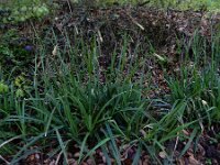 Carex pendula 12, Hangende zegge, Saxifraga-Ed Stikvoort