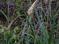 Carex pendula 13, Hangende zegge, Saxifraga-Ed Stikvoort