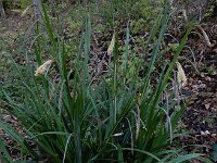 Carex pendula 14, Hangende zegge, Saxifraga-Ed Stikvoort