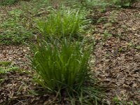Carex pendula 8, Hangende zegge, Saxifraga-Willem van Kruijsbergen