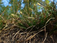 Carex pilulifera, Pill Sedge
