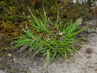 Carex pilulifera 4, Pilzegge, Saxifraga-Ed Stikvoort