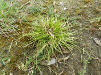 Carex pilulifera 8, Pilzegge, Saxifraga-Rutger Barendse