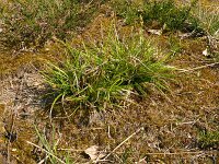 Carex pulilifrea 23, Pilzegge, Saxifraga-Hans Grotenhuis