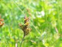 Carex praecox
