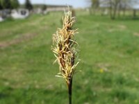 Carex praecox 2, Vroege zegge, Saxifraga-Jasenka Topic