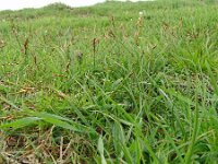 Carex praecox 3, Vroege zegge, Saxifraga-Hans Grotenhuis