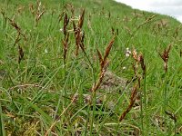 Carex praecox 4, Vroege zegge, Saxifraga-Hans Grotenhuis