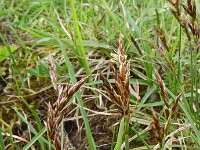 Carex praecox 5, Vroege zegge, Saxifraga-Hans Grotenhuis