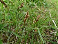 Carex praecox 6, Vroege zegge, Saxifraga-Hans Grotenhuis