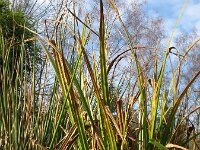 Carex pseudocyperus, Cypresslike Sedge