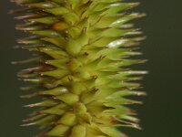 Carex pseudocyperus 3, Hoge cyperzegge, Saxifraga-Rutger Barendse