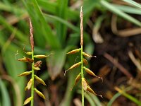Carex pulicaris, Flea Sedge