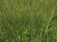 Carex pulicaris 10, Vlozegge, Saxifraga-Hans Boll