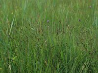 Carex pulicaris 11, Vlozegge, Saxifraga-Hans Boll
