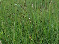 Carex pulicaris 12, Vlozegge, Saxifraga-Hans Boll