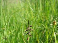 Carex pulicaris 2, Vlozegge, Saxifraga-Jasenka Topic