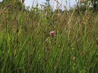 Carex pulicaris 23, Vlozegge, Saxifraga-Hans Boll