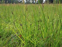 Carex pulicaris 26, Vlozegge, Saxifraga-Hans Boll