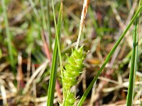 Carex punctata 2, Stippelzegge, Saxifraga-Rutger Barendse
