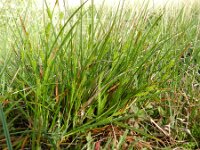 Carex punctata 3, Stippelzegge, Saxifraga-Rutger Barendse