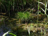 Carex remota, Remote Sedge