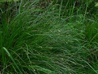 Carex remota 10, IJle zegge, Saxifraga-Ed Stikvoort
